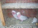 SDC13566