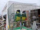 SDC13574