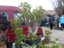 SDC13593
