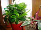 Gardenia- a treia.11.03.2012