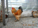 COCOS 2011