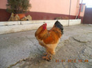 COCOS 2011