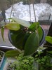 neo caledonica krinkle eight
