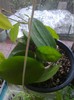 neocaledonica krinkle eight