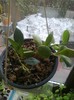 nummularoides incurvula white