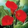 zantedeschia RED