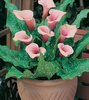 zantedeschia PINK