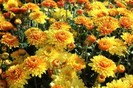 Crizantemele-din-gradina-cu-flori1