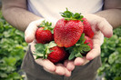 Washington_Farms_Strawberries_3[1]
