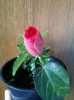 13 martie 2012