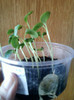 lunaria