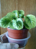 pui de gerbera