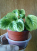 pui de gerbera