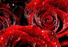 76-Red-Roses[1]