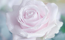 trandafir_alb