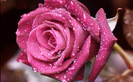 trandafir_roz