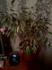 ficus benjamin