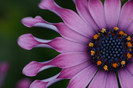 flowers_31