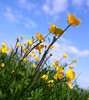 flowers_52