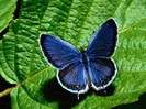 blue-butterfly