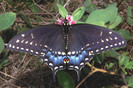 black-swallowtail-butterfly