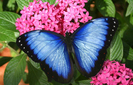 BlueMorpho