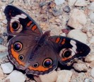 BuckeyeButterflyWingsExtended-300x264