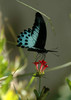 Butterfly_Blue_mormon_5x7