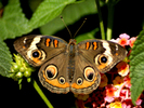 butterfly-pictures-52