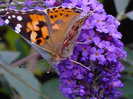 painted-lady-butterfly