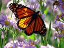 monarch-butterfly-on-flowers
