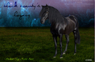Black_Beauty_Photo_manip_by_EquineArtist_Fanatic