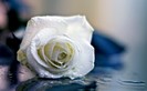 Rose_5_by_martita80