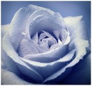 Rose_by_xzb