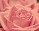 stereotypical_rose_shot__by_divine_apathia-d48pbp1