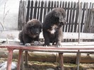 DSCF0455