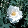 trandafir-alb-de-York