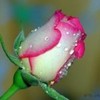 trandafir-cu-roua