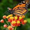 how-to-attract-butterflies-to-your-bird-garden0
