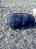 Image0967