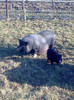 Image0970