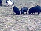 Image0992