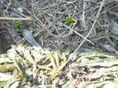 DSCN1299