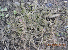 DSCN1321