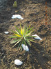 yucca