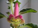 NEW - Kohleria Ylva