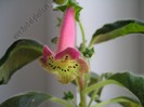 NEW - Kohleria Ylva