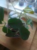 australis