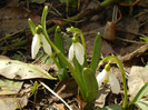 Snowdrops (2012, March 14)