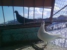 Imag1157